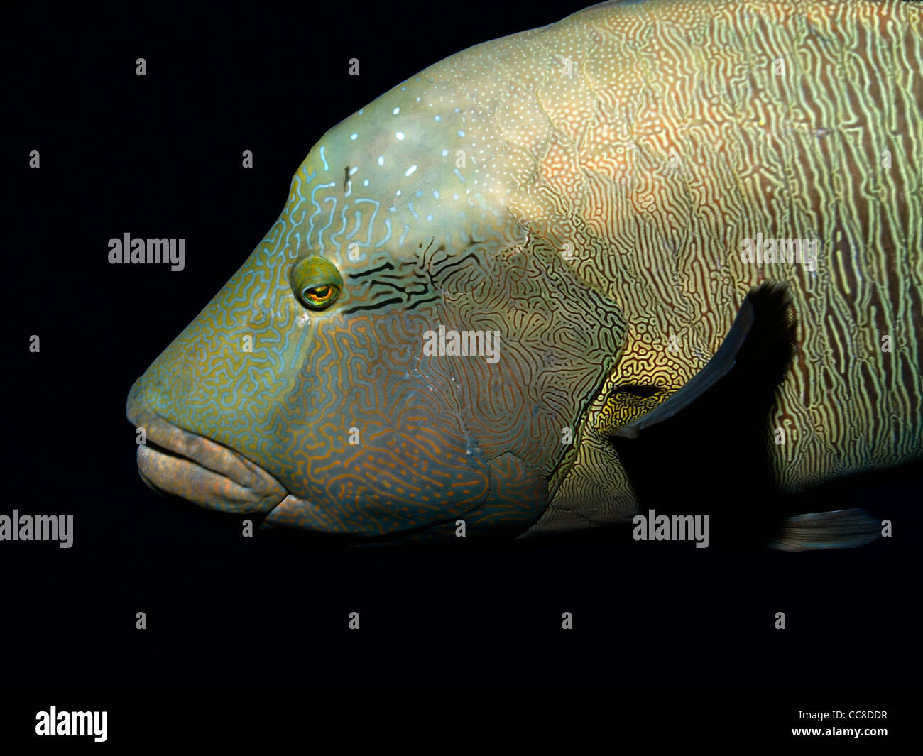 Poisson Napoléon dans les eaux sombres de la mer rouge Banque D'Images