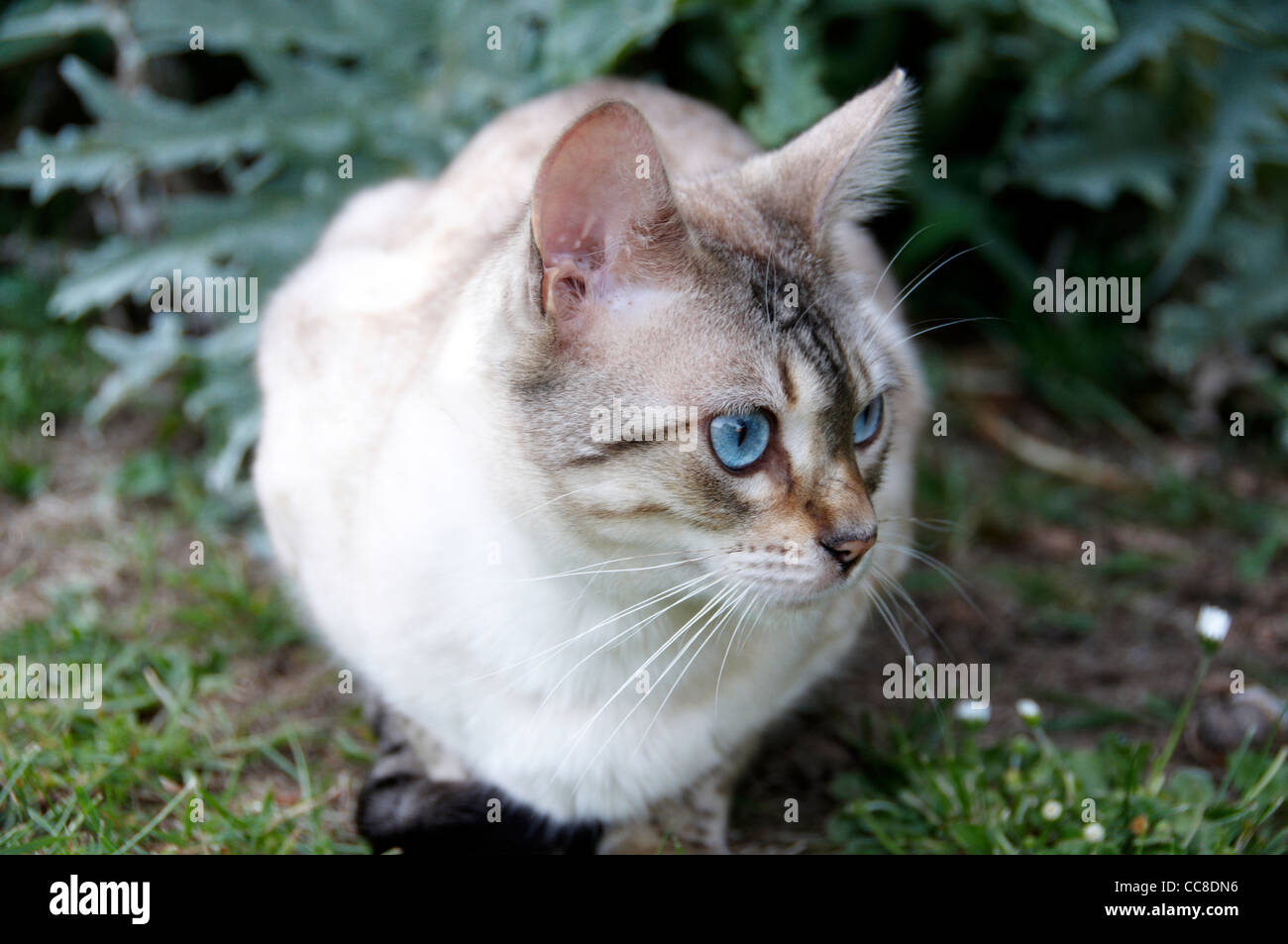Un chat Bengal à l'extérieur dans le jardin Banque D'Images