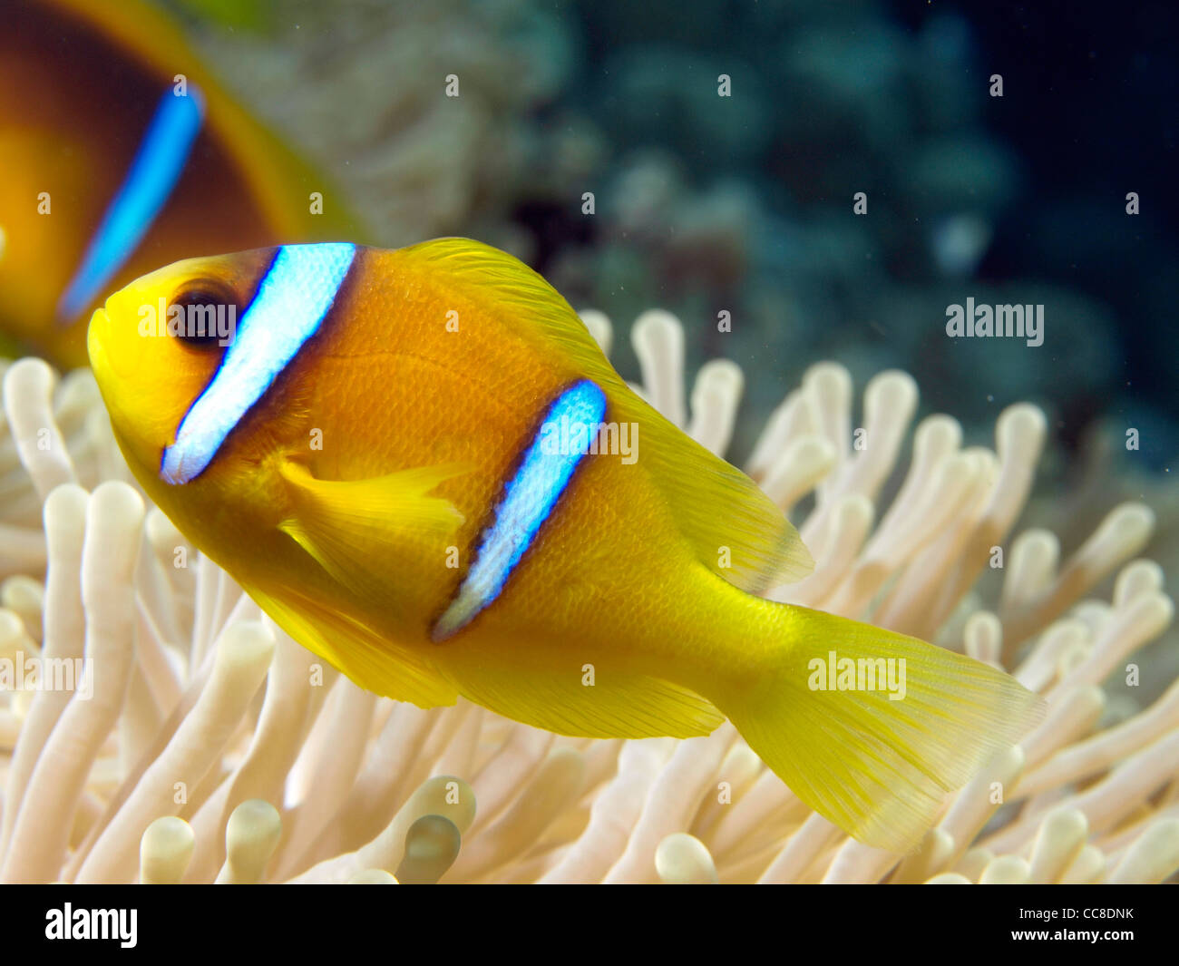 Poisson clown de la mer rouge Banque D'Images