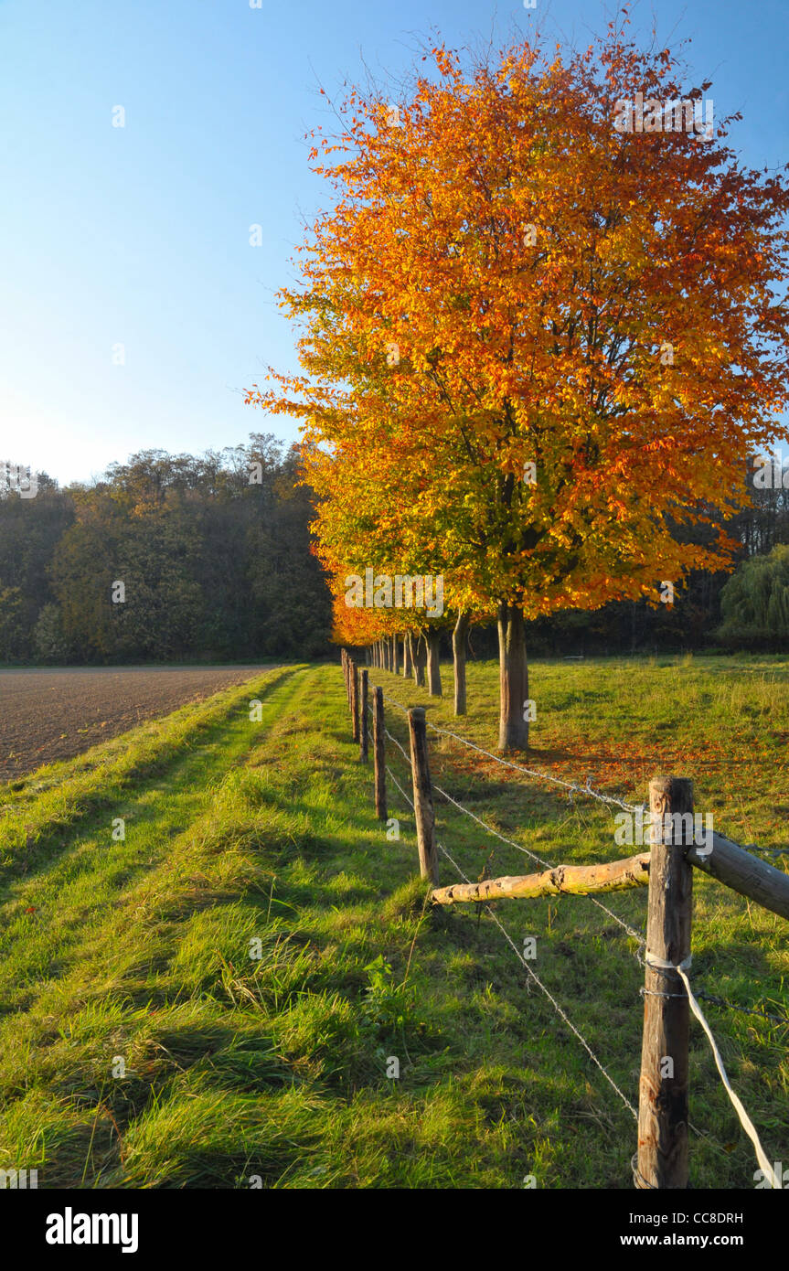 Rangée d'arbres d'automne à côté d'un green farm lane en face de ciel bleu Banque D'Images