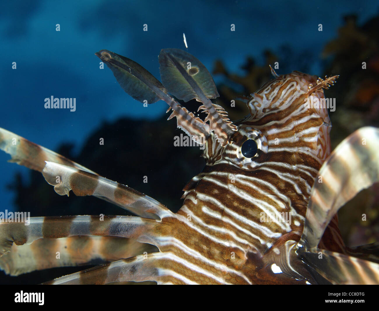Poisson lion en mer rouge Banque de photographies et d’images à haute