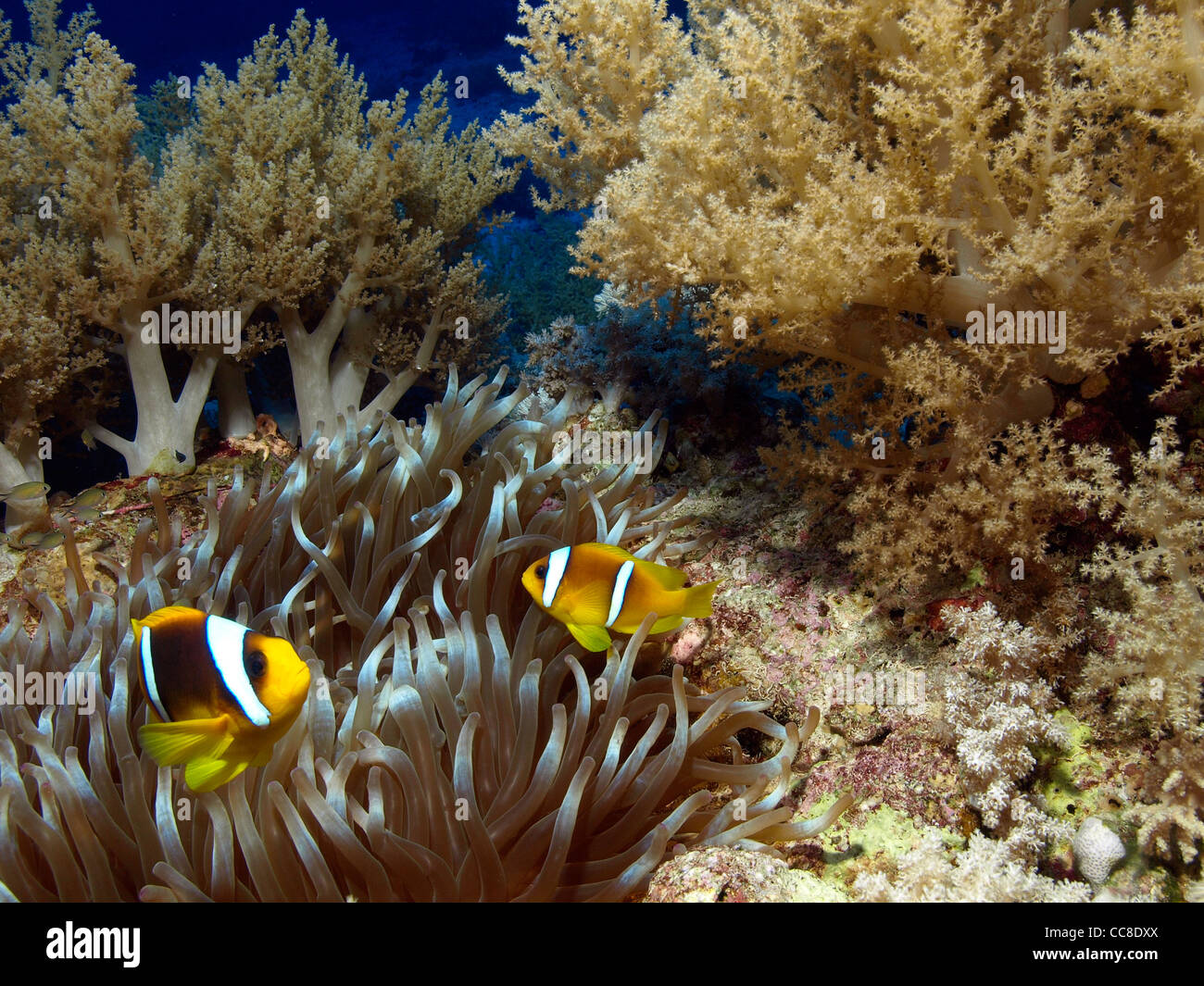 Poisson clown de la mer rouge Banque D'Images