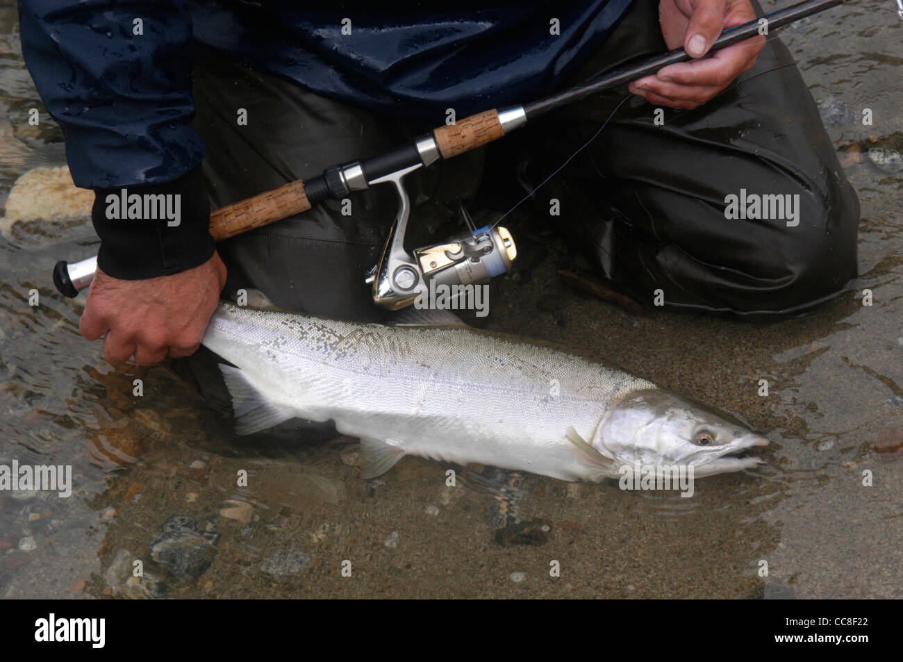 Wrangell, Alaska guide de pêche Marlin Benedick est titulaire d'un rose saumon capturé sur la filature. Banque D'Images