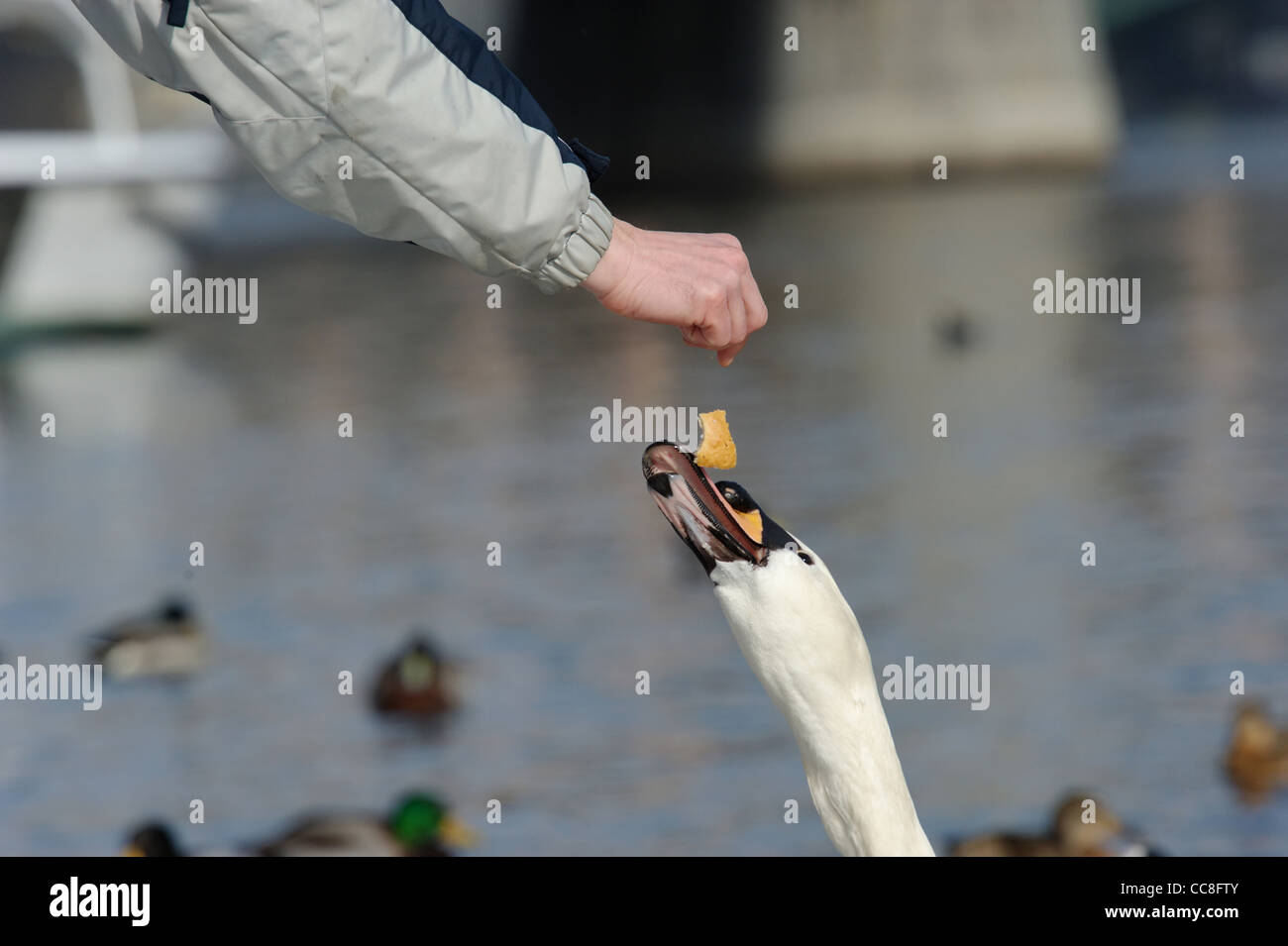 L'alimentation de l'homme Swan. Prague, Prague Banque D'Images