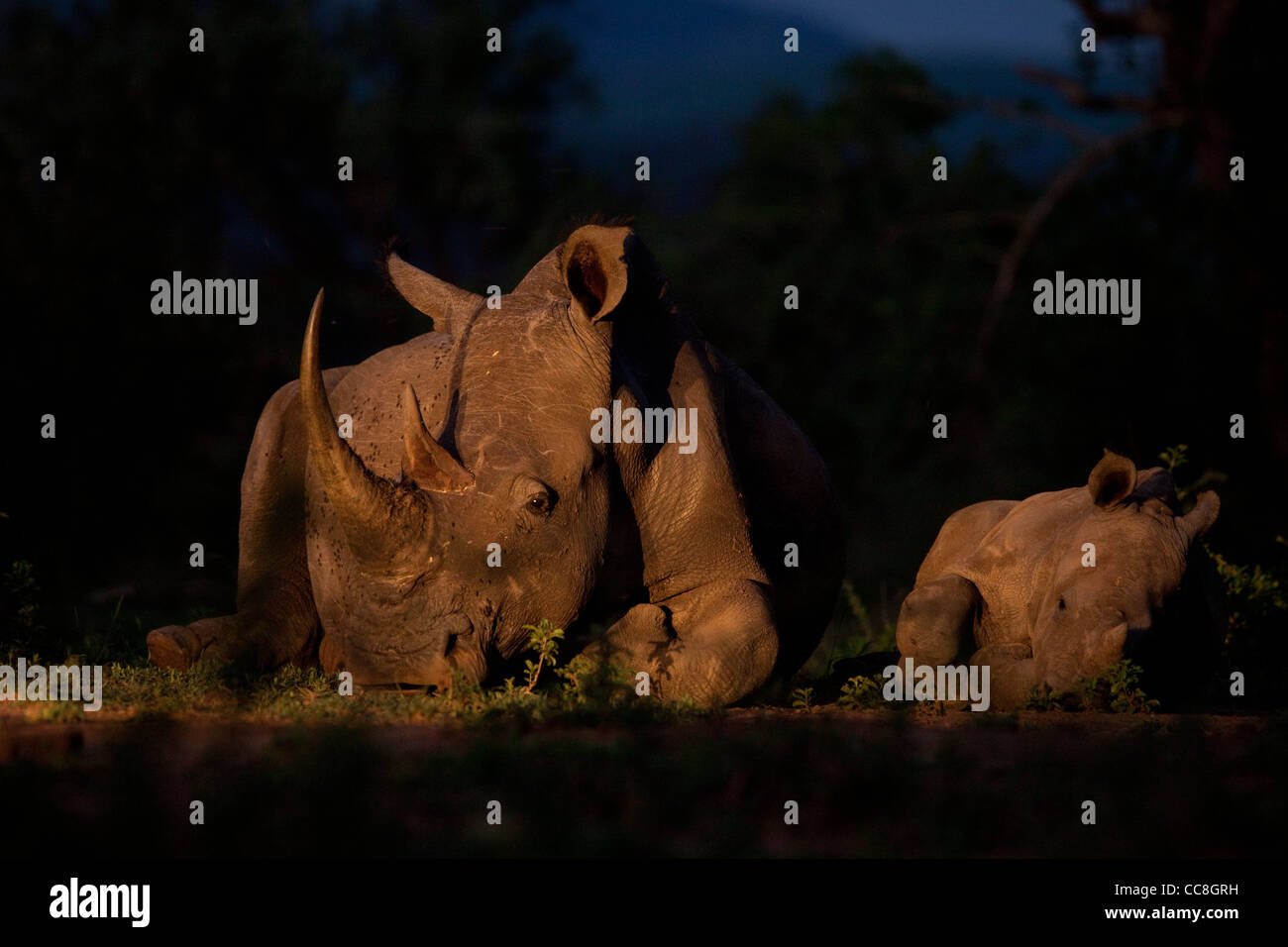 Le rhinocéros blanc (Ceratotherium simum) pendant la nuit. Les espèces en voie de disparition. Quasi menacée. Le braconnage cible. La mère et le veau. Banque D'Images