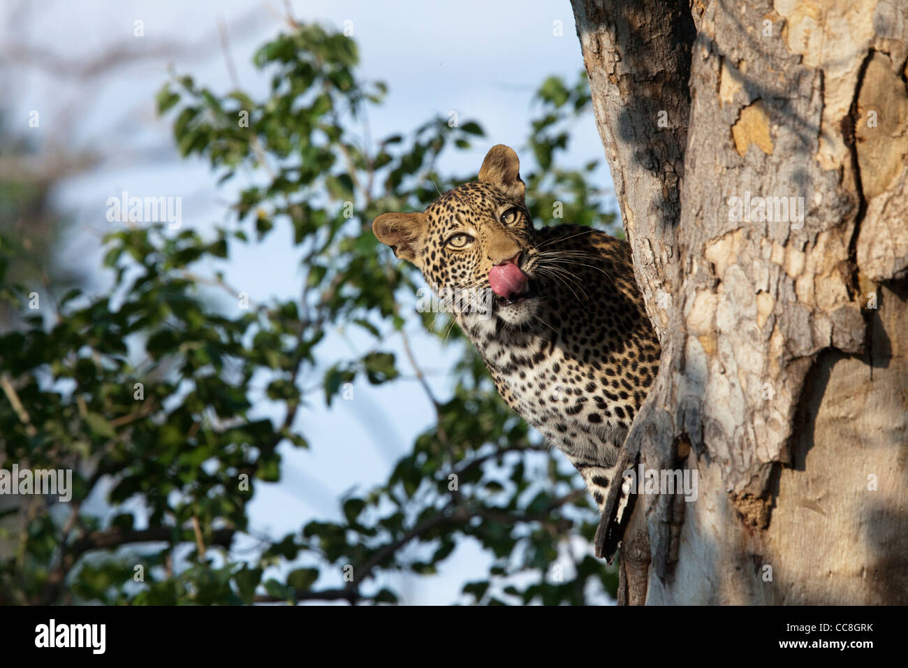 African Leopard (Panthera pardus pardus) le regard d'un arbre. Banque D'Images