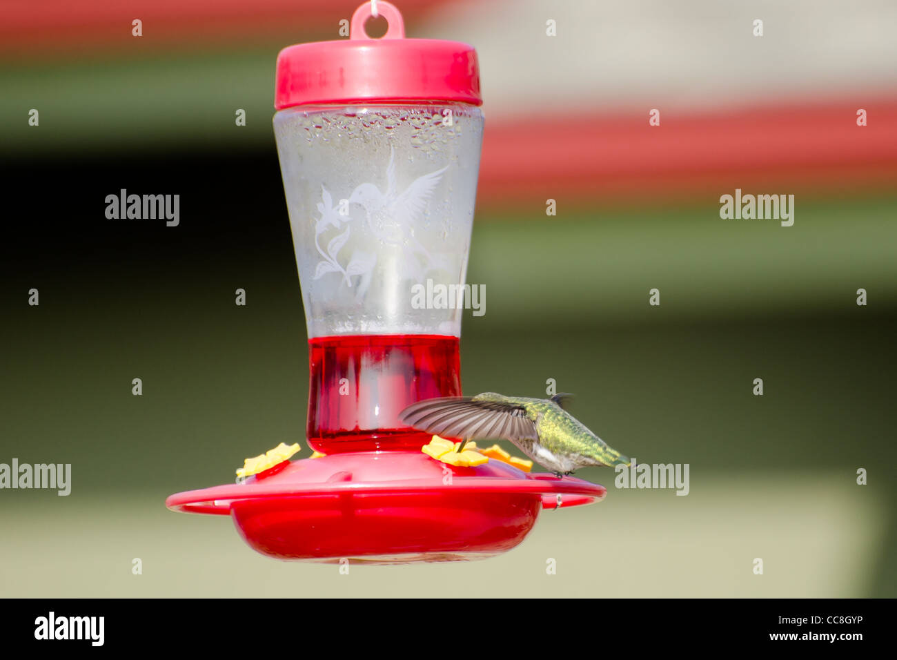 Lancer raté Annas à hummingbird feeder Calypte anna APODIFORMES TROCHILIDÉS Banque D'Images