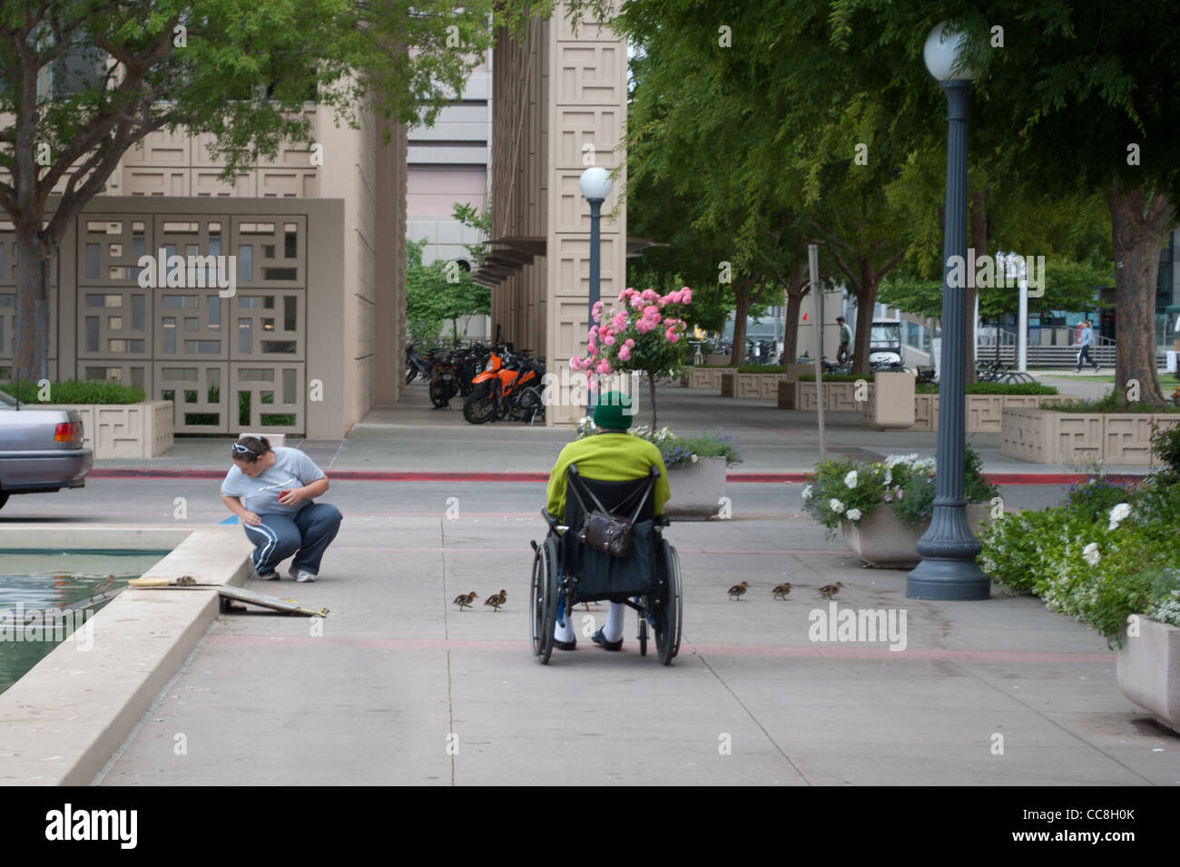 Canards bébé crossing en face de l'homme en fauteuil roulant, l'hôpital de Stanford Banque D'Images