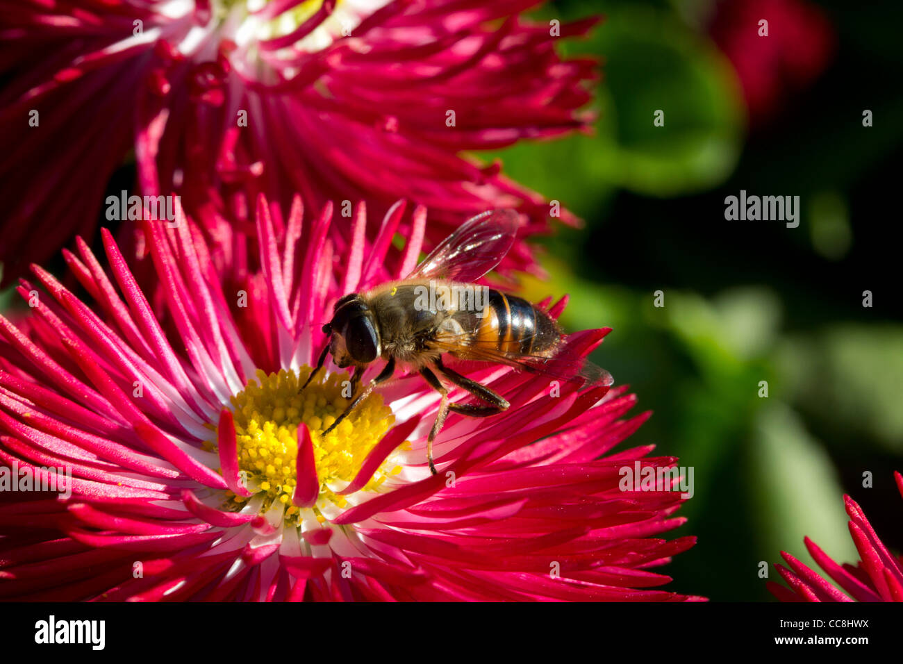 Une abeille pollinisant une fleur Banque D'Images