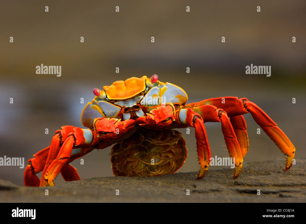 Un Sally Lightfoot crab (Grapsus grapsus) avec sa pochette d'ouvrir, après avoir donné naissance. L'île de Santa Cruz, Galapagos. Banque D'Images