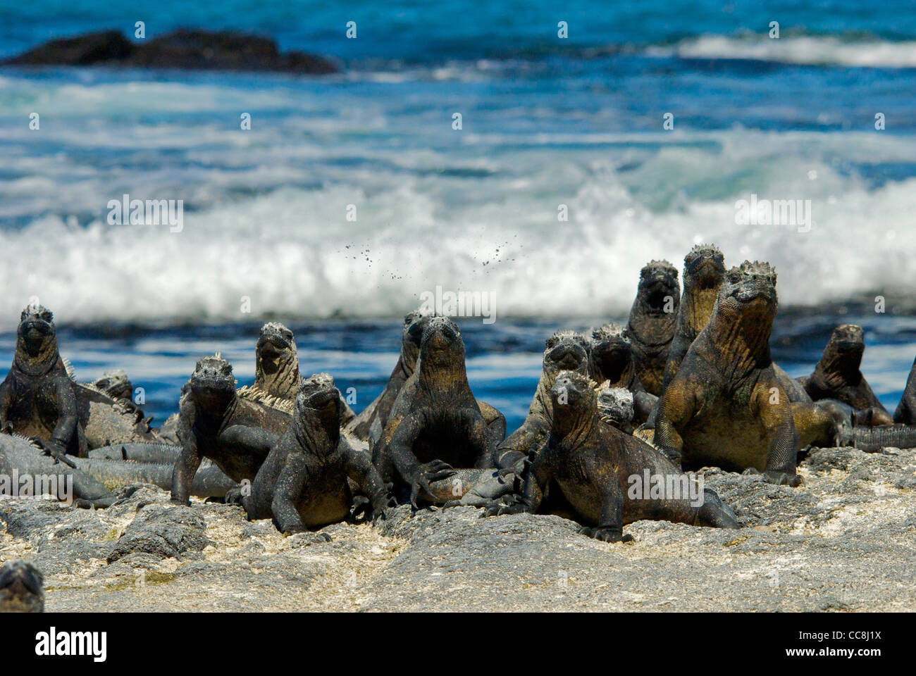 Groupe d'iguanes marins (Amblyrhynchus cristatus) soleil au bord sur la roche volcanique, l'île de Fernandina, Galapagos. Banque D'Images