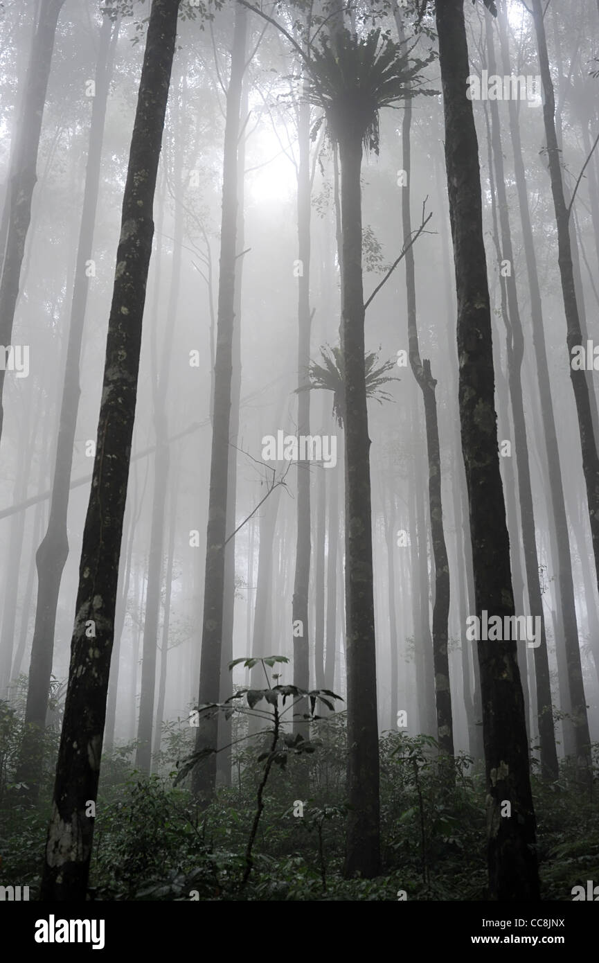 La forêt tropicale dans la soirée sur Bali, Indonésie Banque D'Images