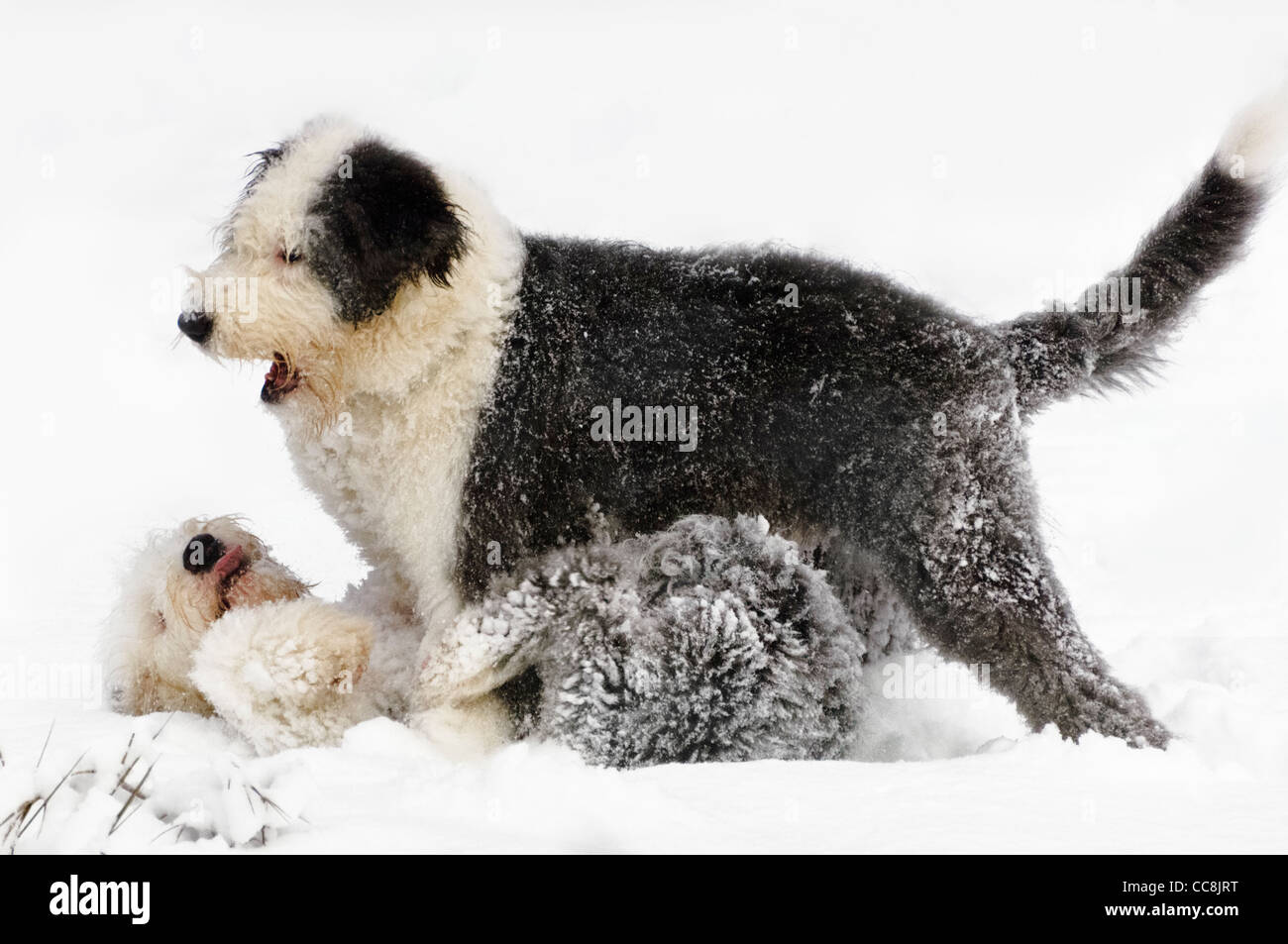Old English Sheepdog chiots jouer ensemble dans la neige fraîchement tombée. Banque D'Images