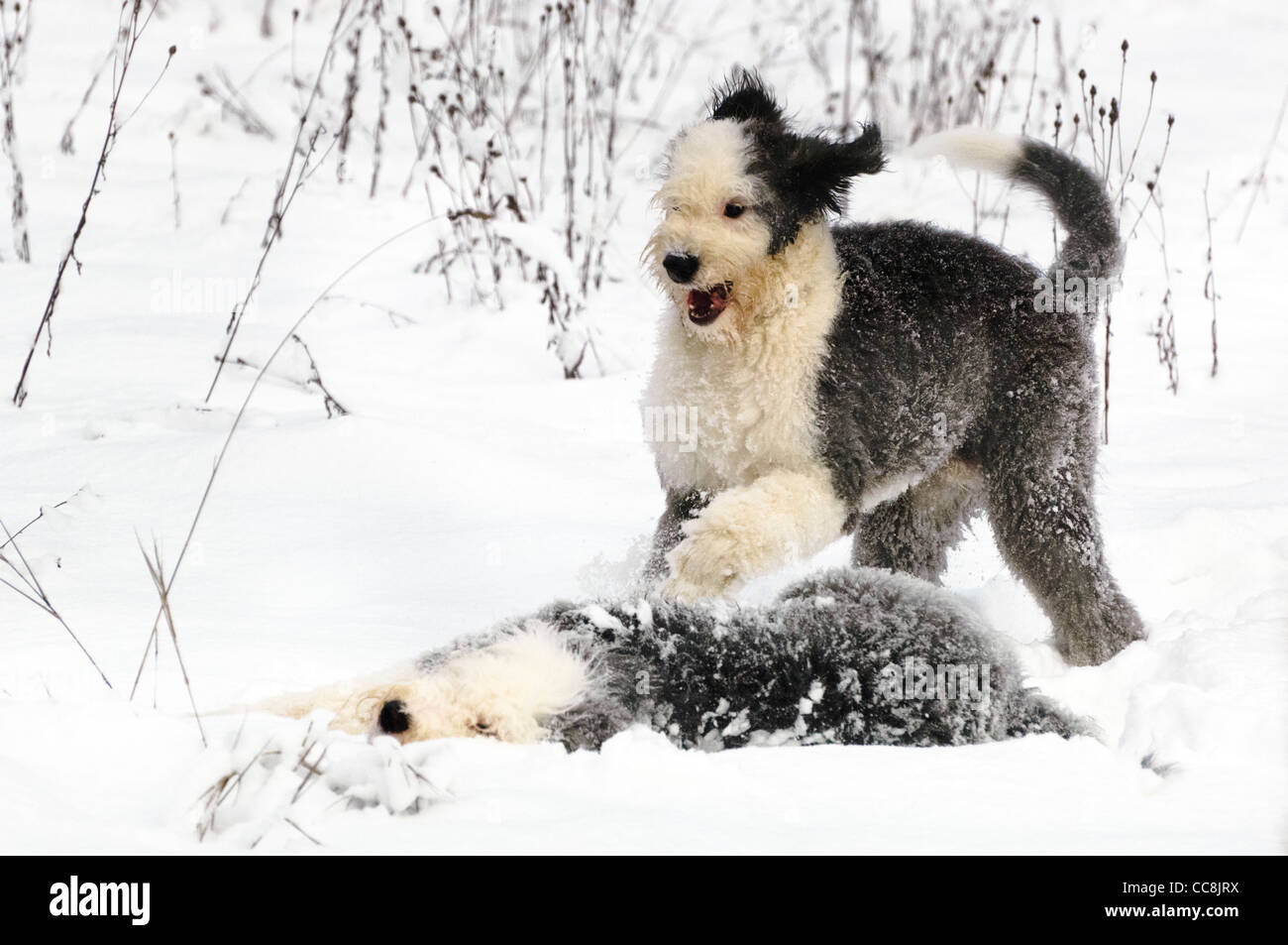 Old English Sheepdog chiots jouer ensemble dans la neige fraîchement tombée. Banque D'Images