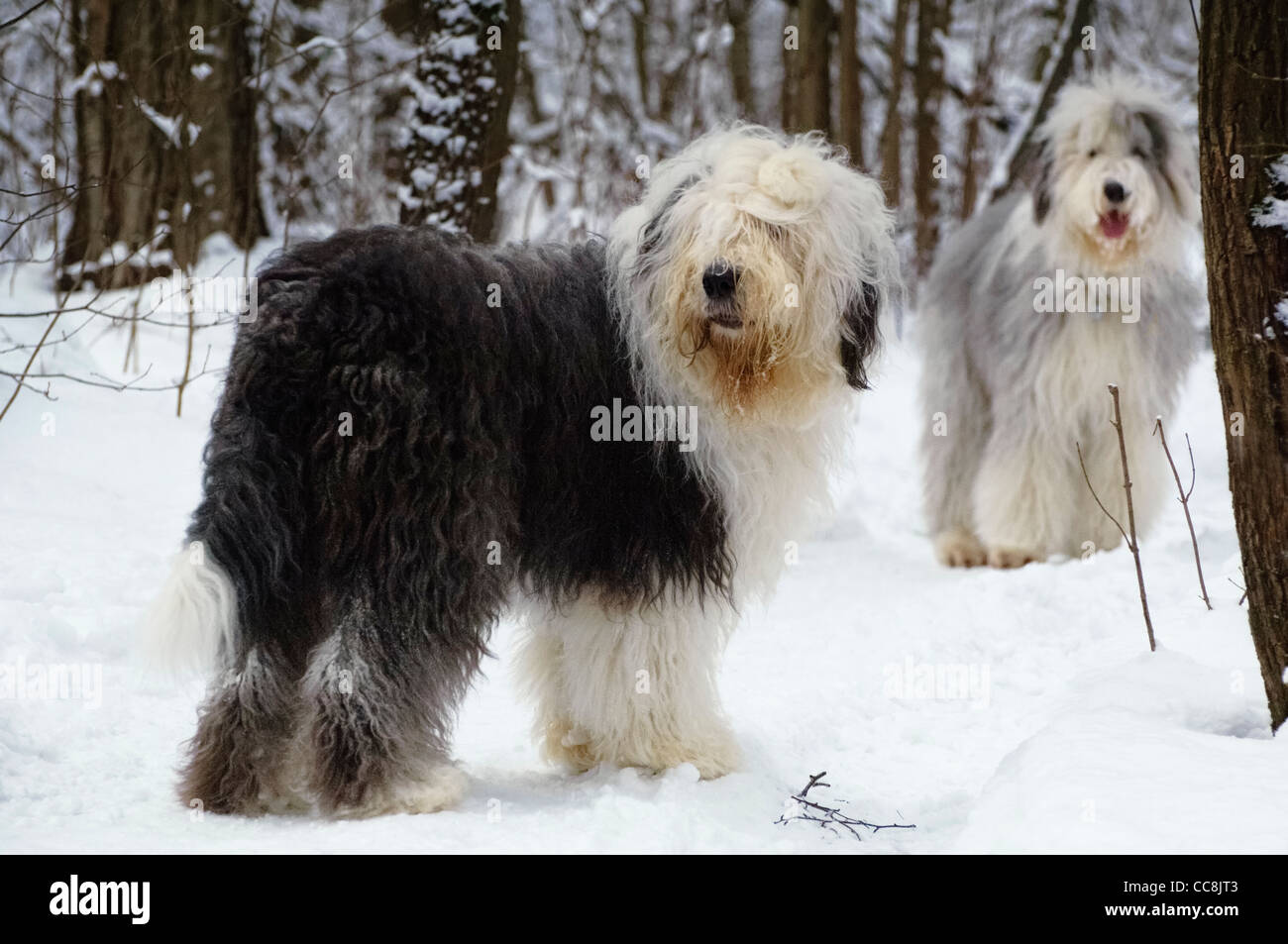 Deux jeunes Old English Sheepdogs in snowy forest Banque D'Images