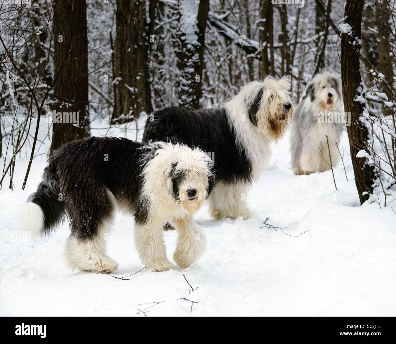 Trois anciens English Sheepdogs in snowy forest Banque D'Images