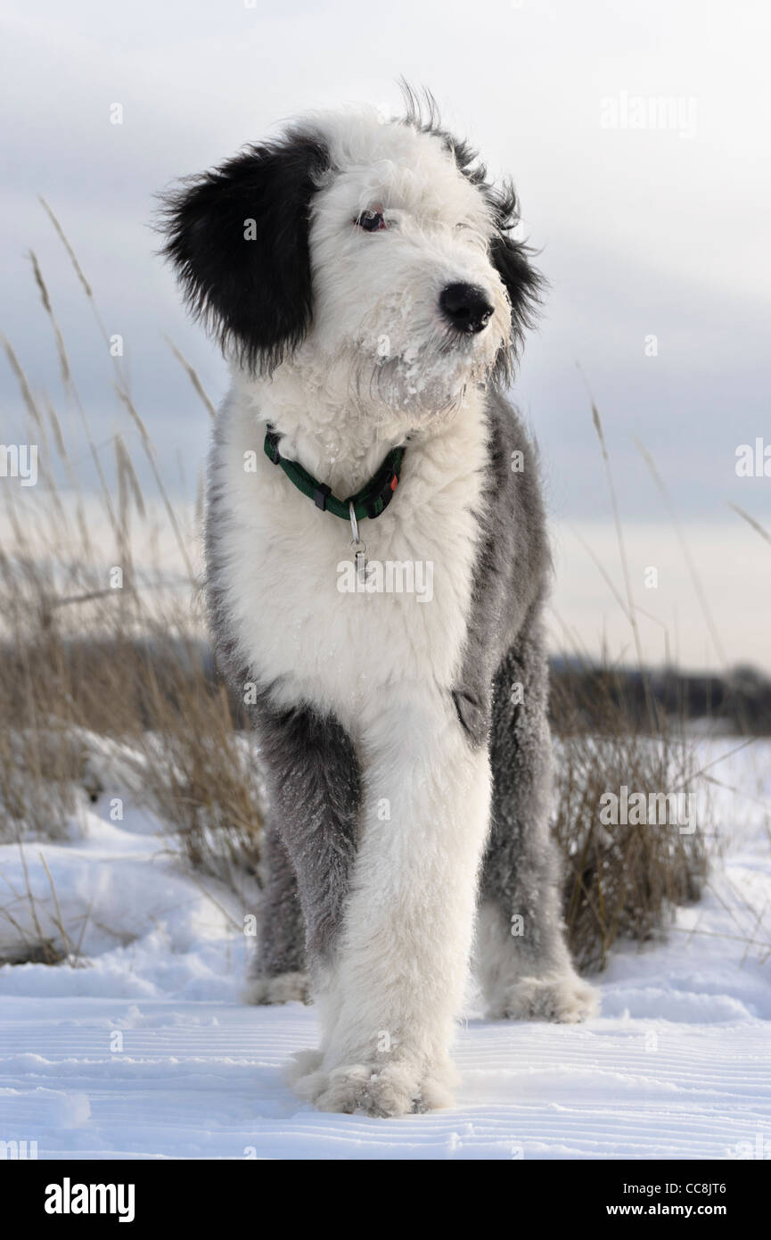 Old English Sheepdog chiot dans champ neigeux, l'âge de 5 mois Banque D'Images