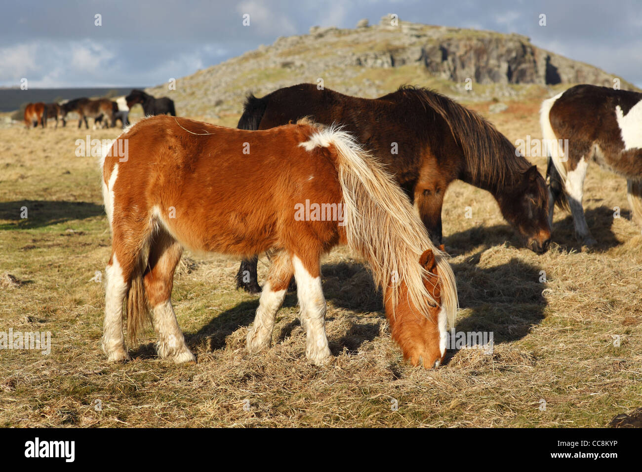 Poneys sur Bodmin Moor près de la carrière de Cheeswring à Cornwall, UK. Banque D'Images