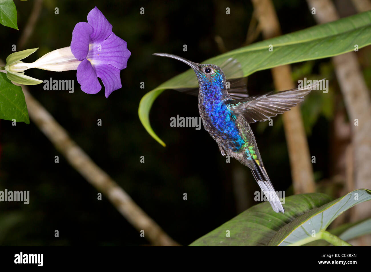 Campyloptère violet mâle (Campylopterus hemileucurus) dans la région de Monteverde (Puntarenas, Costa Rica). Banque D'Images