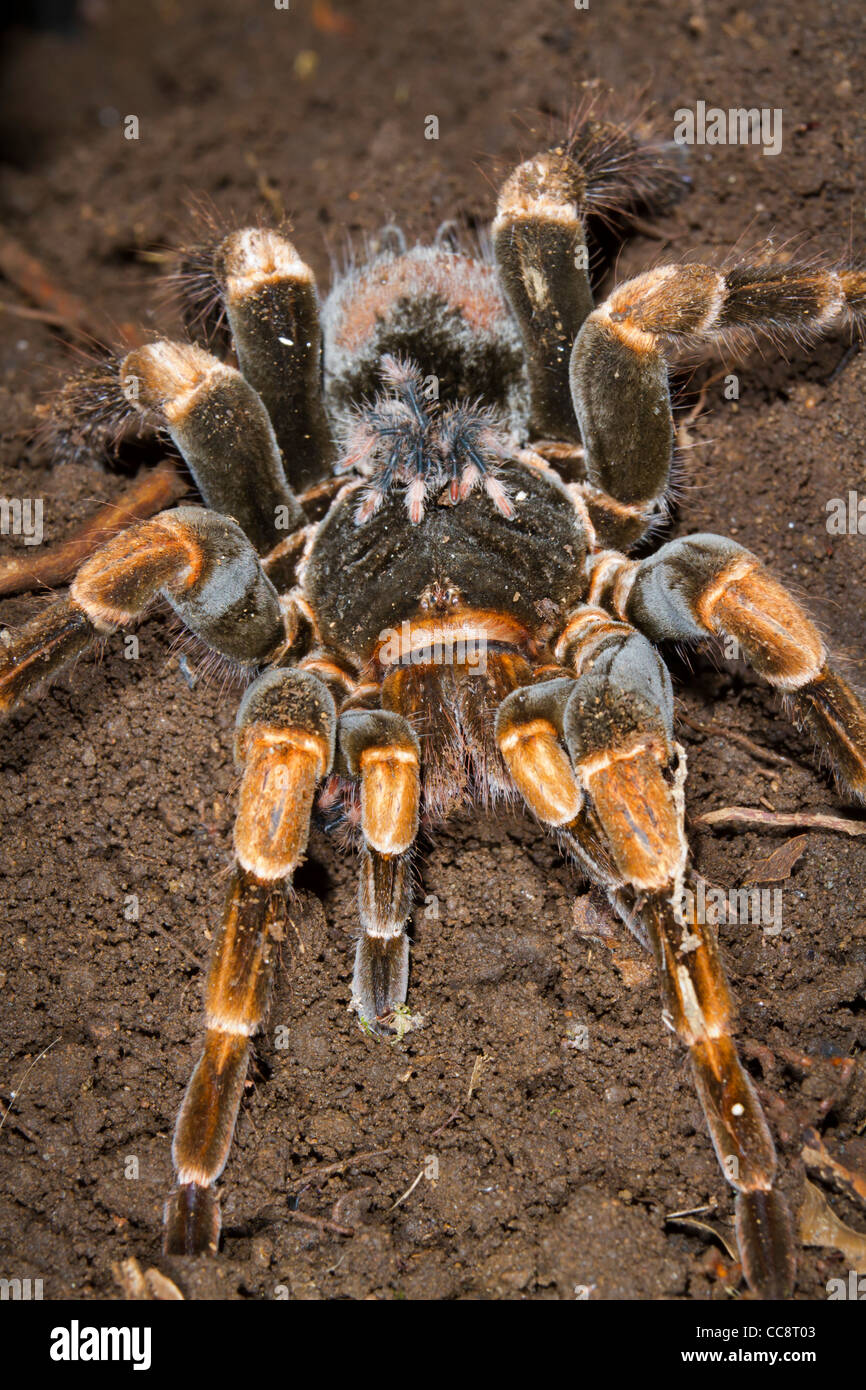 Tarantula (Megaphobema mesomelas) femelle costaricienne avec un bébé sur le dos (Monteverde, Puntarenas, Costa Rica) Banque D'Images