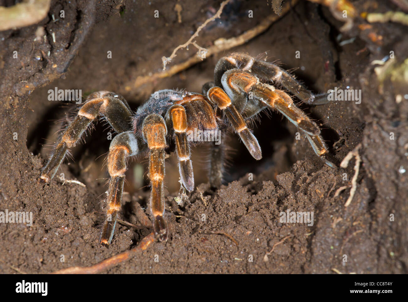 Tarantula (Megaphobema mesomelas), femelle costaricienne, dans son coin souterrain (Monteverde, Puntarenas, Costa Rica) Banque D'Images