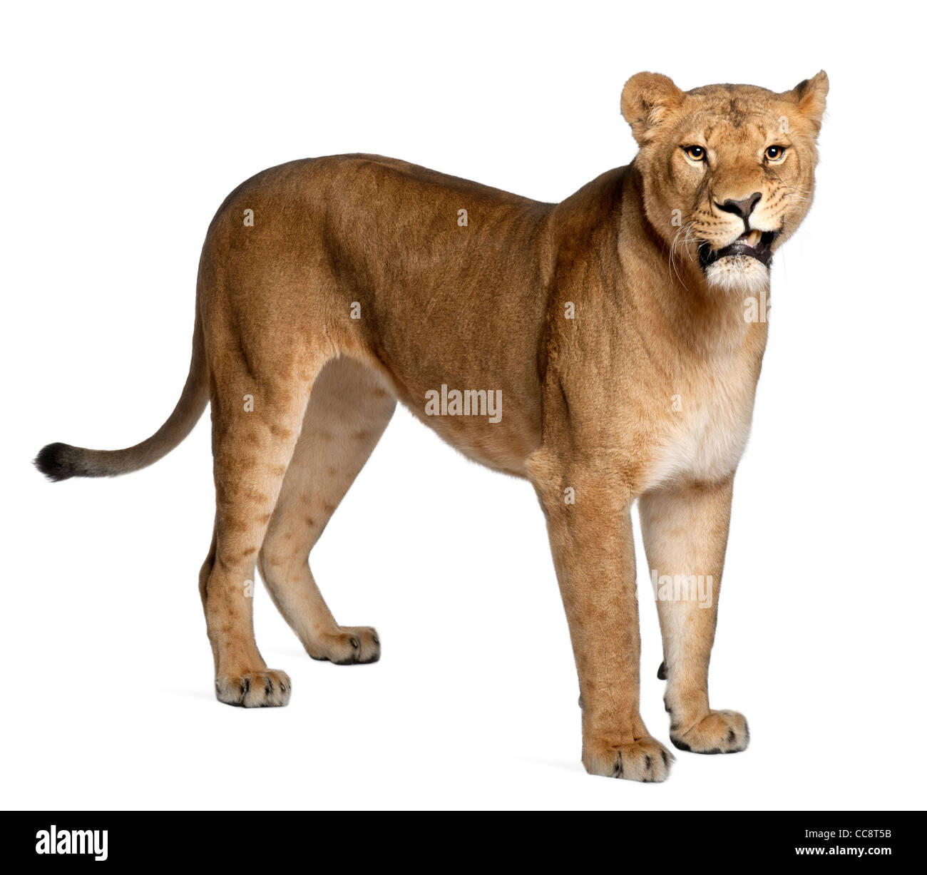 Lionne, Panthera leo, 3 ans, standing against white background Banque D'Images