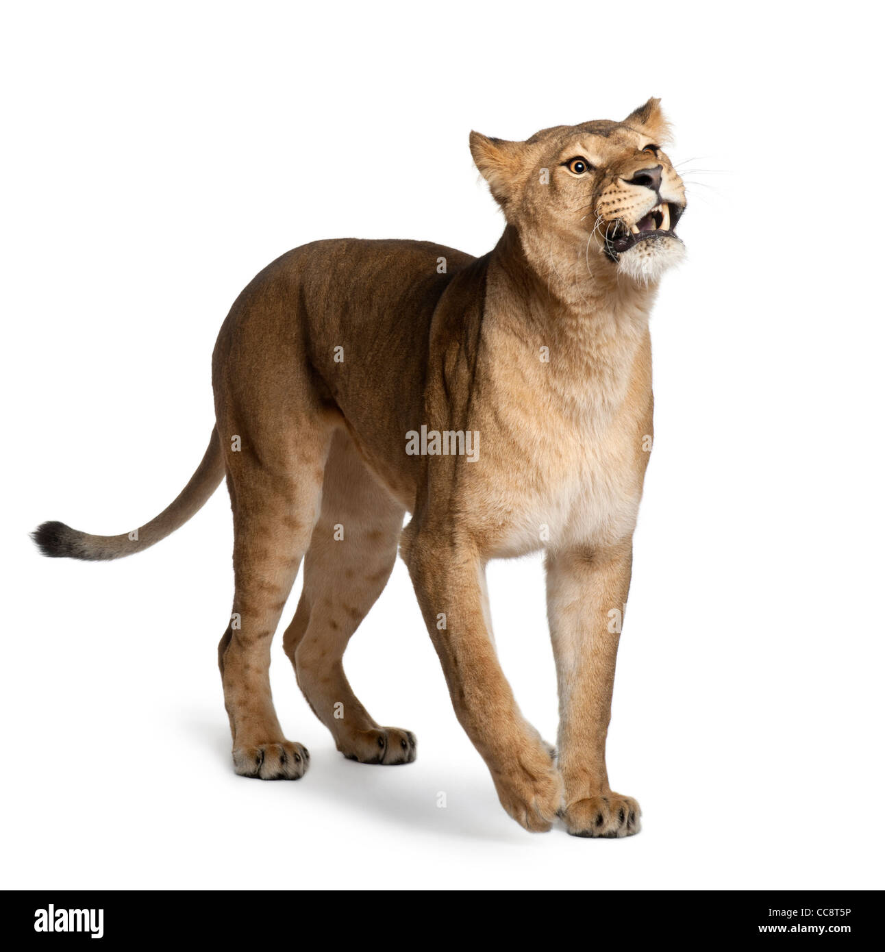 Lionne, Panthera leo, 3 ans, in front of white background Banque D'Images