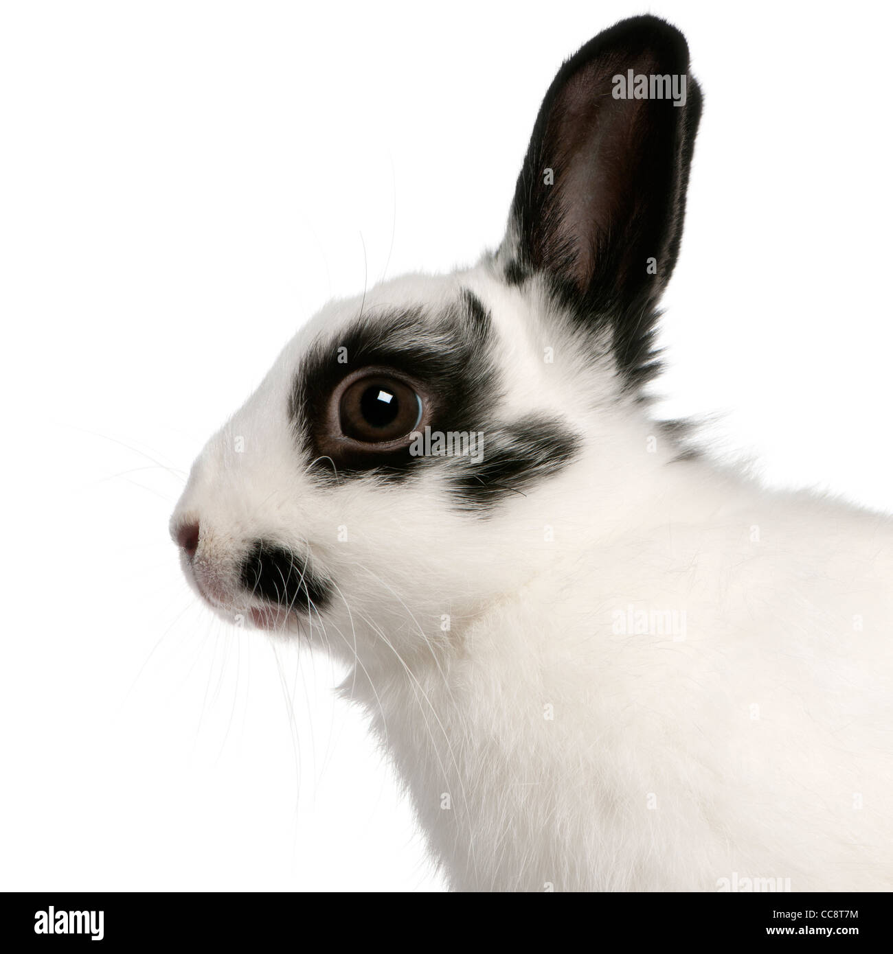 Close-up de lapin, 2 mois, Oryctolagus cuniculus, in front of white background Banque D'Images