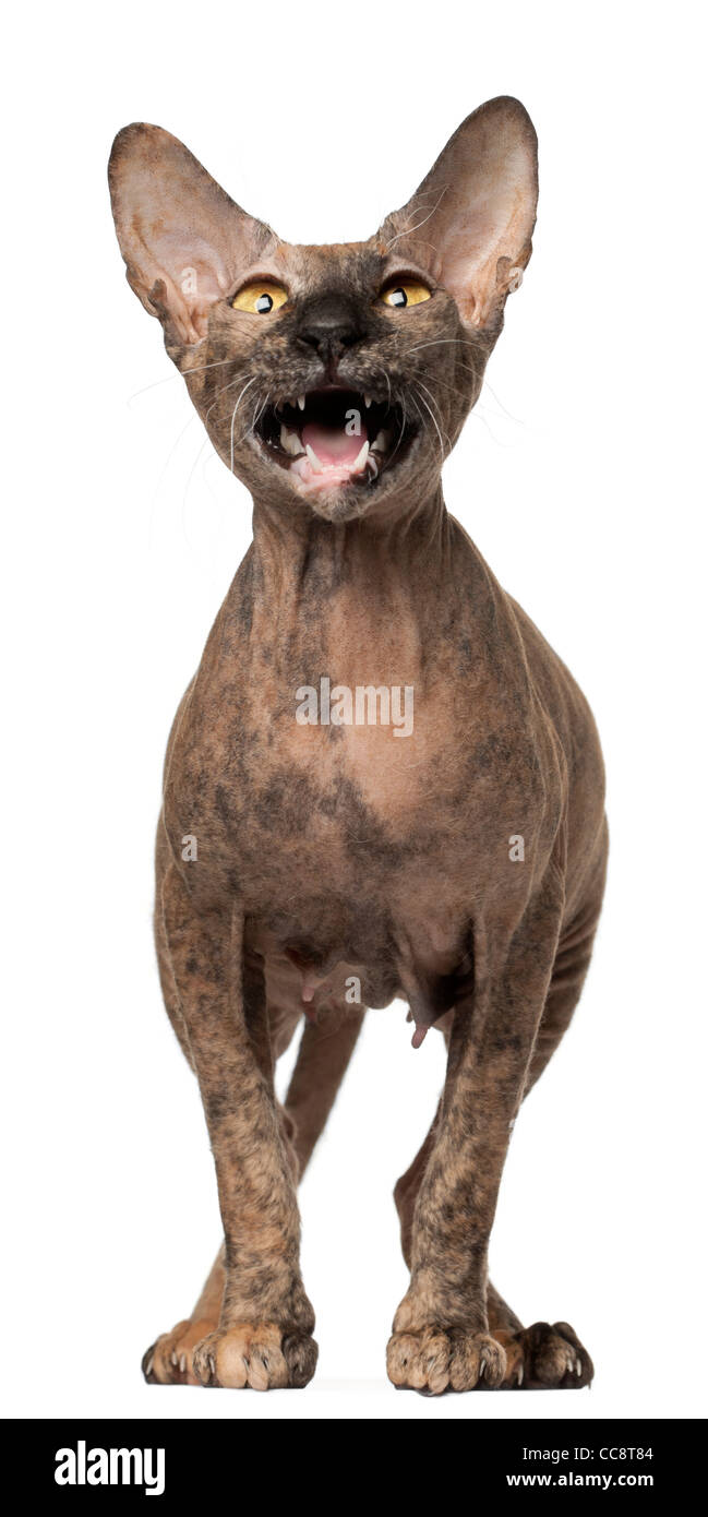 Peterbald cat standing in front of white background Banque D'Images