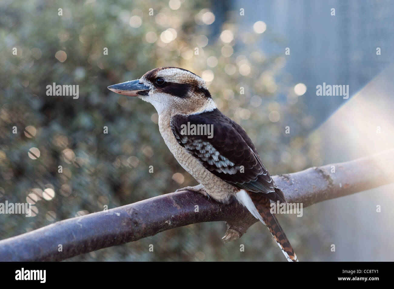 Golders Hill Park Laughing Kookaburra bird branch Banque D'Images