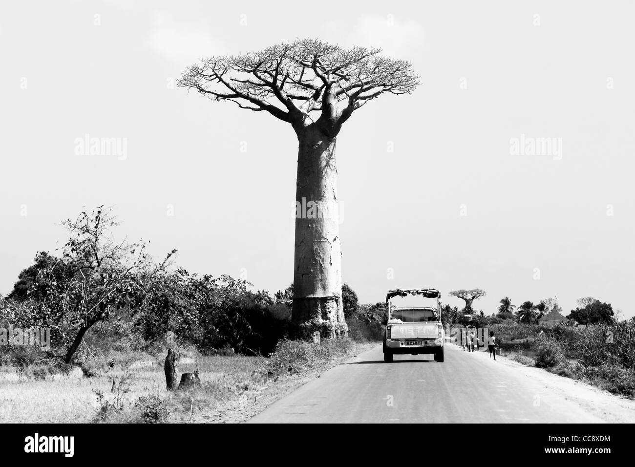 Une camionnette sur la route de Morondava, avec quelques africains marche, passe par un baobab. Madagascar, Afrique de l'Ouest Banque D'Images