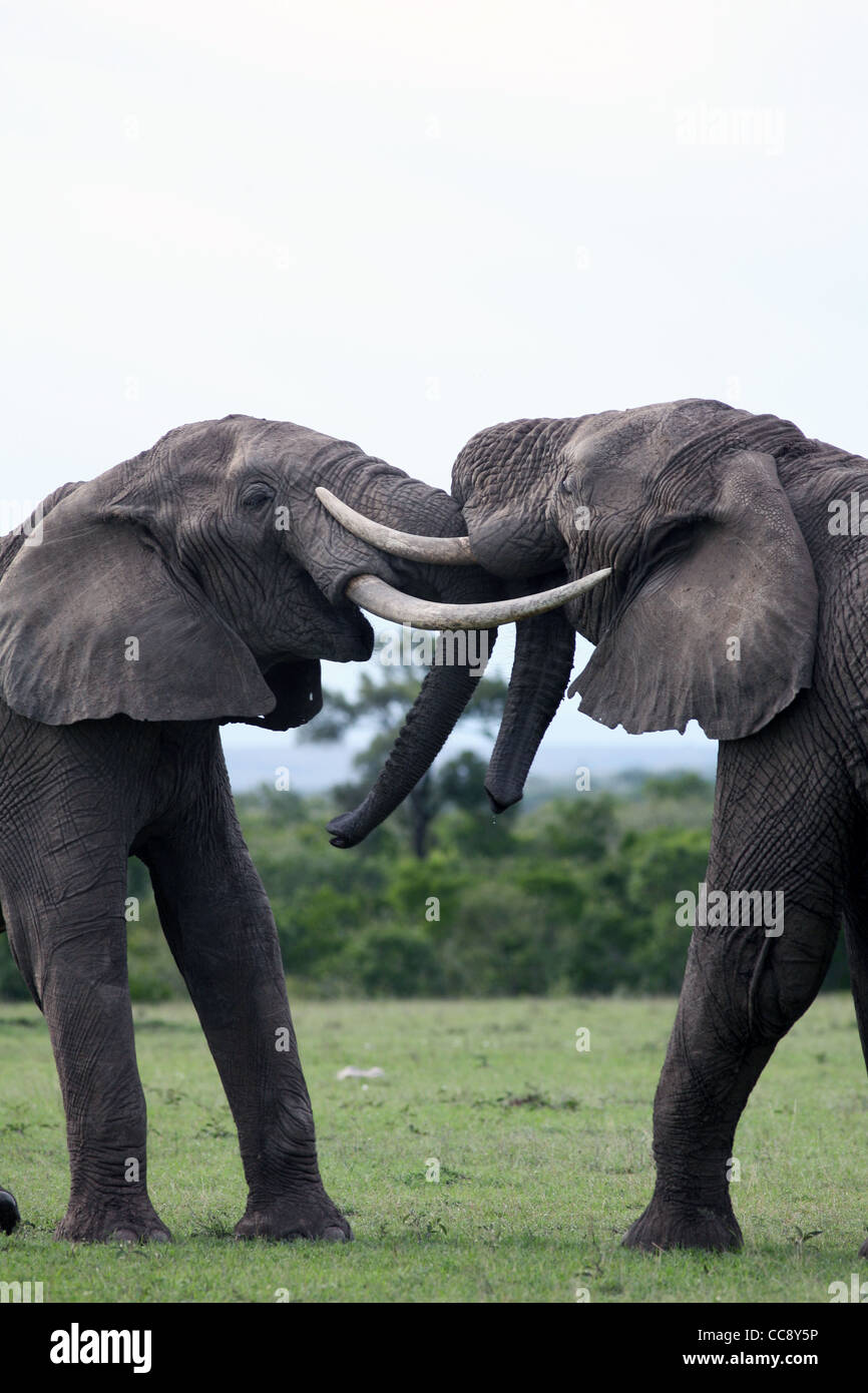Deux éléphants africains combats, Masai Mara, Kenya, Afrique de l'Est. 2/2/2009 Banque D'Images