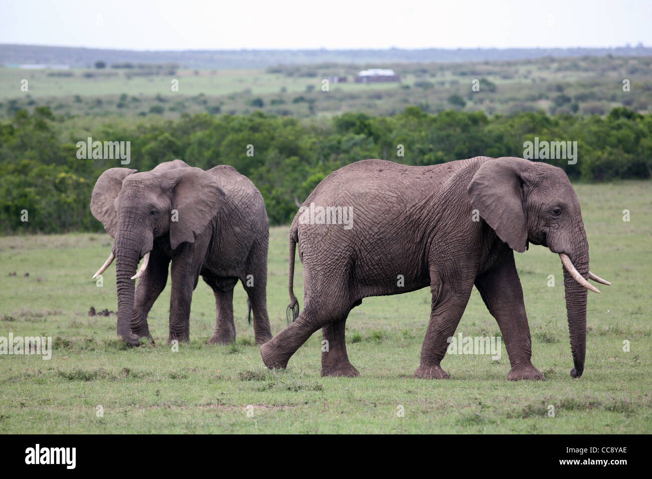 Deux éléphants africains, Masai Mara, Kenya, Afrique de l'Est. 2/2/2009 Banque D'Images