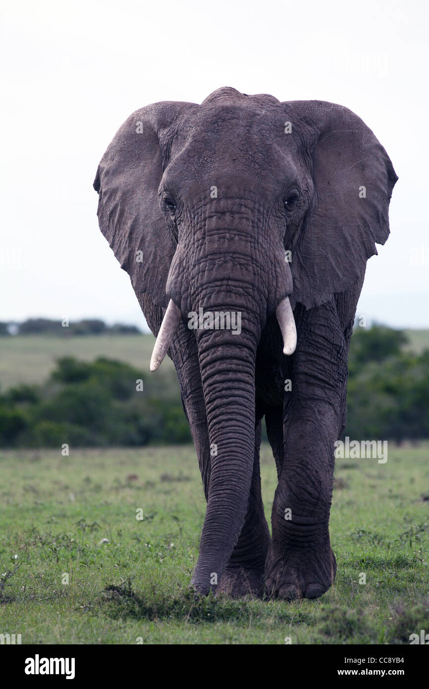 Un éléphant d'Afrique, Masai Mara, Kenya, Afrique de l'Est. Banque D'Images