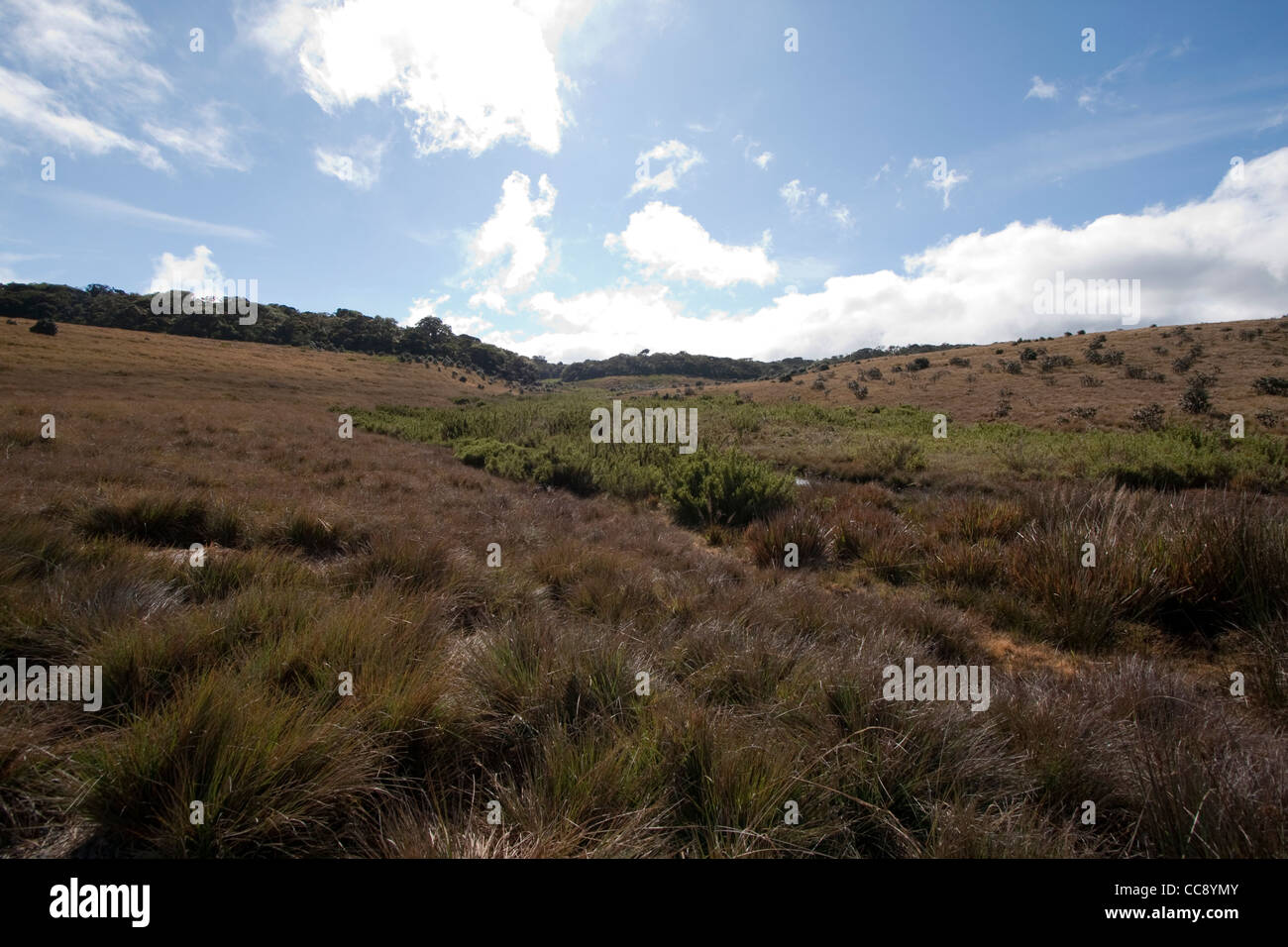 Une vue sur le parc national de Horton Plains au Sri Lanka Banque D'Images