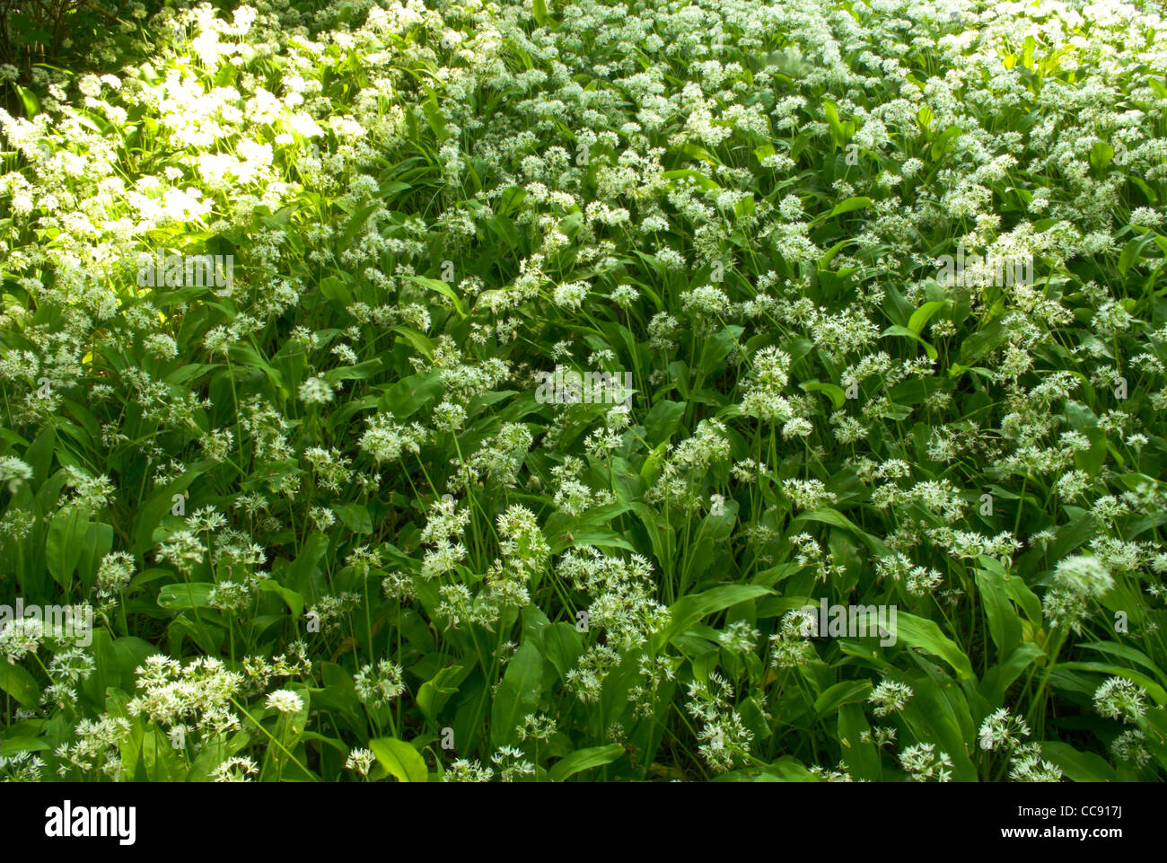 Un tapis de l'Alliaire officinale (Alliaria petiolata) dans un bois de West Sussex. Banque D'Images