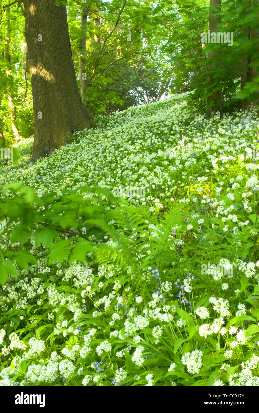 Un tapis de l'Alliaire officinale (Alliaria petiolata) dans un bois de West Sussex. Banque D'Images