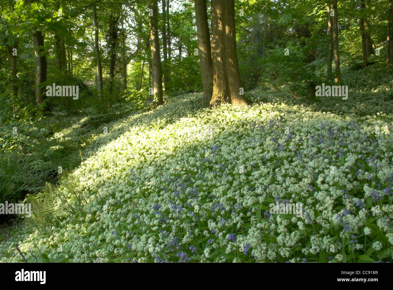 Un tapis de l'Alliaire officinale (Alliaria petiolata) dans un bois de West Sussex. Banque D'Images