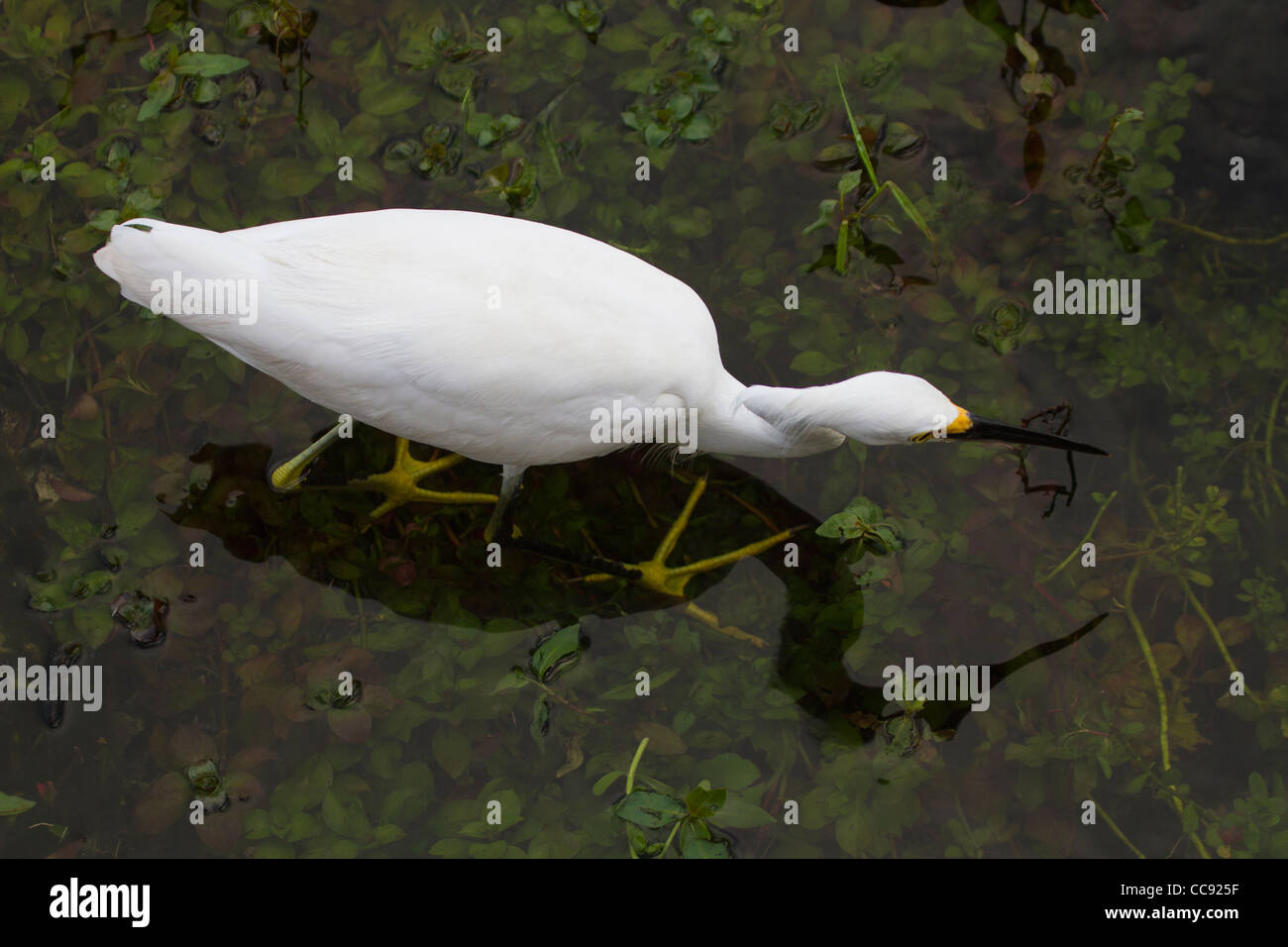 Aigrette neigeuse (Egretta thula) pêche en eau peu profonde Banque D'Images