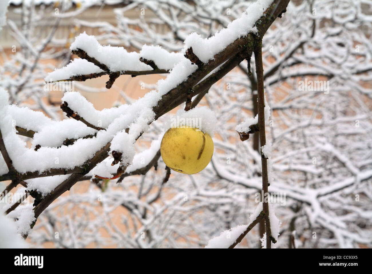 La direction générale d'Apple sur la neige jaune Banque D'Images