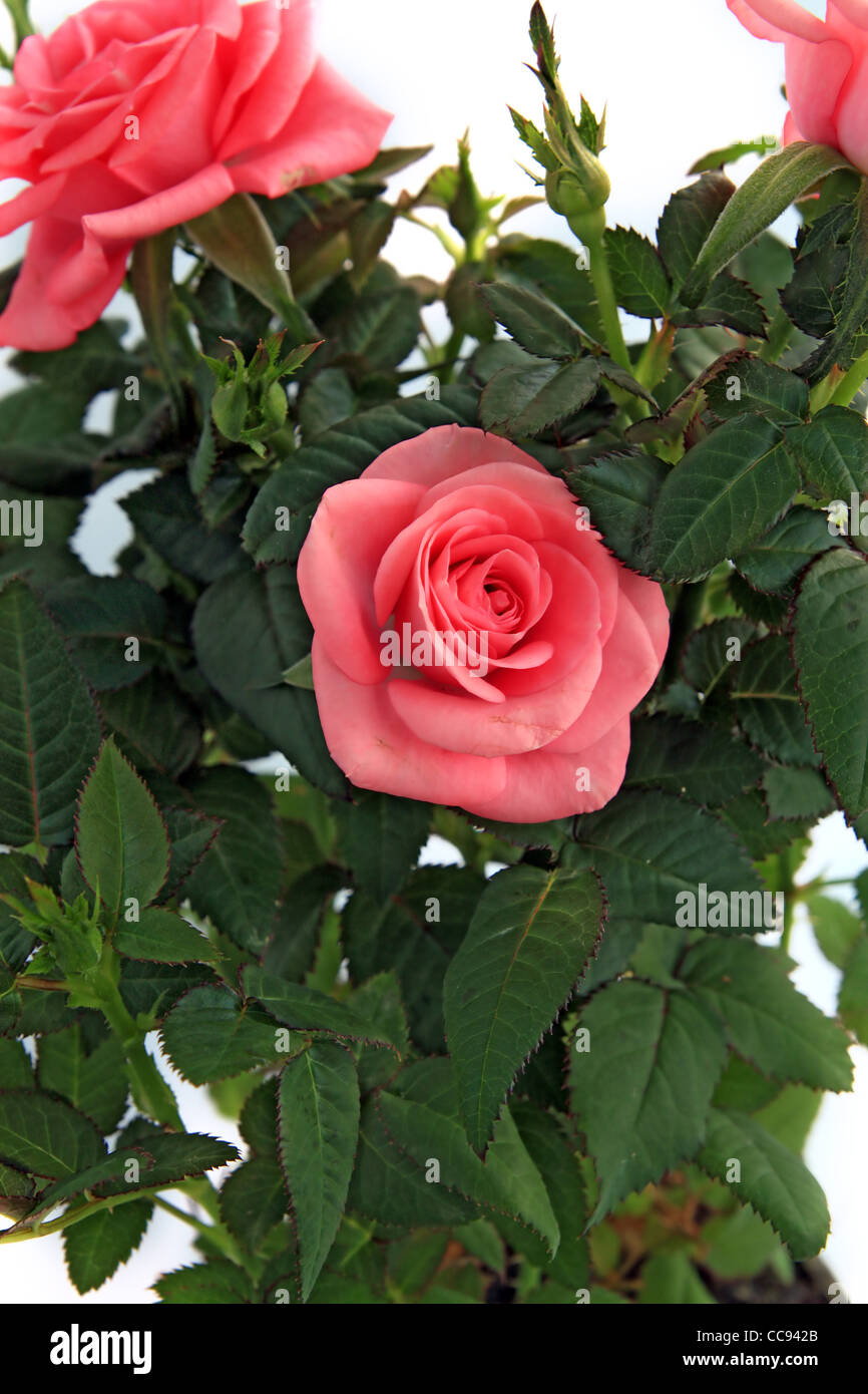 Le bouquet de roses sur fond blanc Banque D'Images