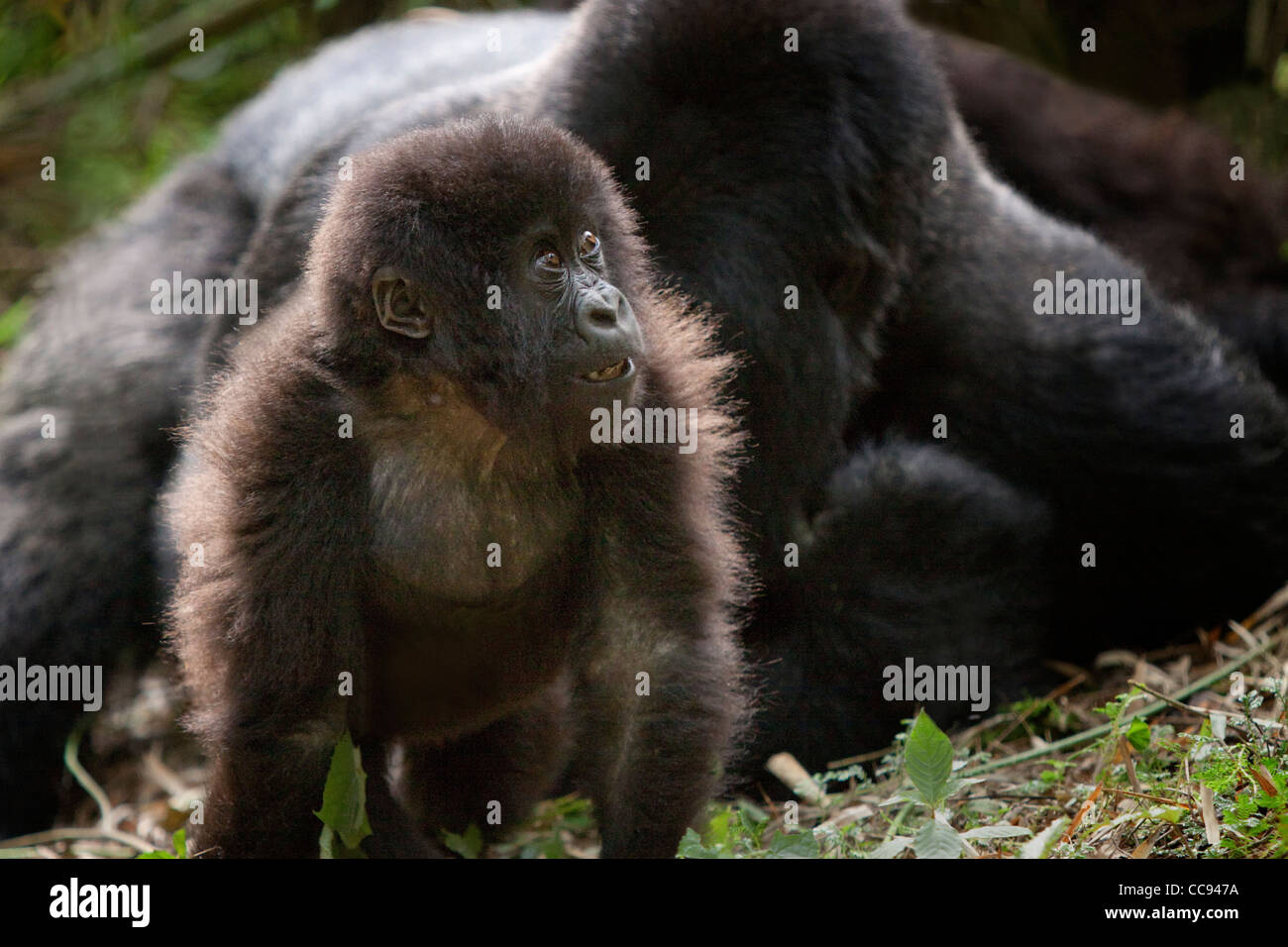 Tout-petit et l'argent retour les gorilles de montagne au Rwanda. Banque D'Images