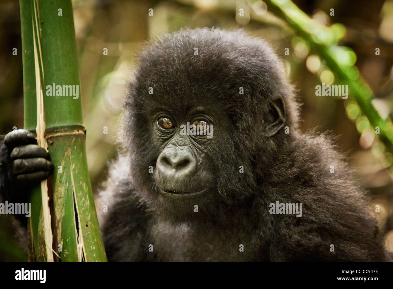 Tout-petit mâle gorille de montagne au Rwanda. Banque D'Images