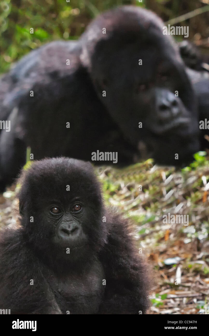 Tout-petit et l'argent retour les gorilles de montagne au Rwanda. Banque D'Images
