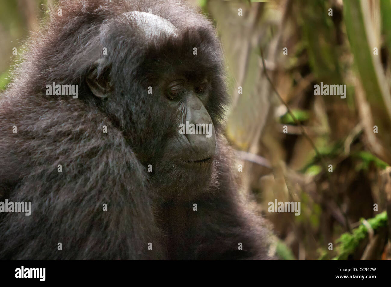 Les habitués des gorilles de montagne au Rwanda. Banque D'Images