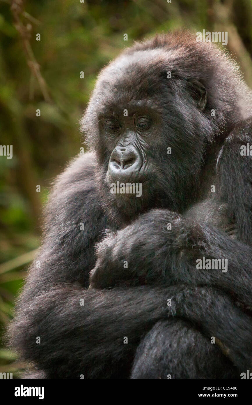 Les habitués des gorilles de montagne au Rwanda. Banque D'Images