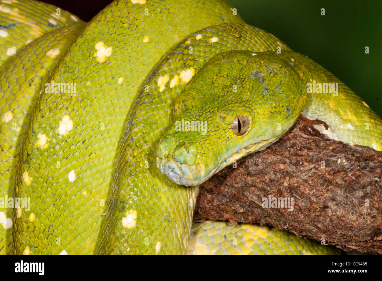 Green Tree Python (Morelia viridis) sur une branche d'arbre. Banque D'Images