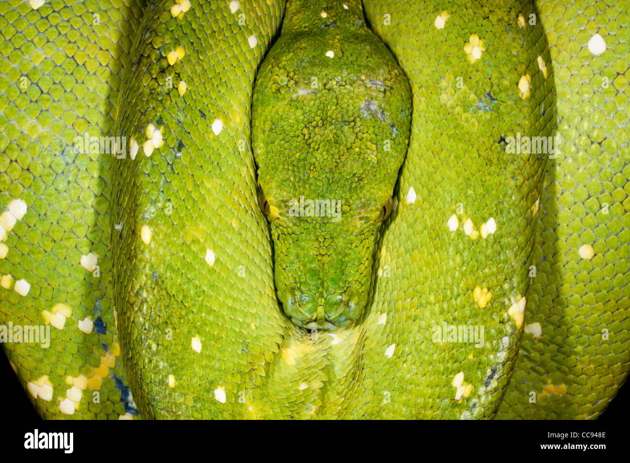 Arbre généalogique salue repos symétriques (Python Morelia viridis). Banque D'Images