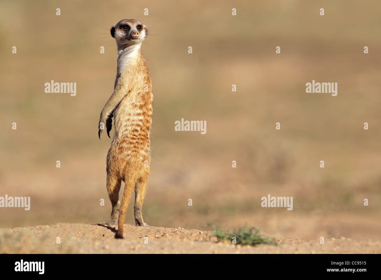 Meerkat alerte (Suricata suricatta) montent la garde, Kgalagadi Transfrontier Park, Afrique du Sud Banque D'Images