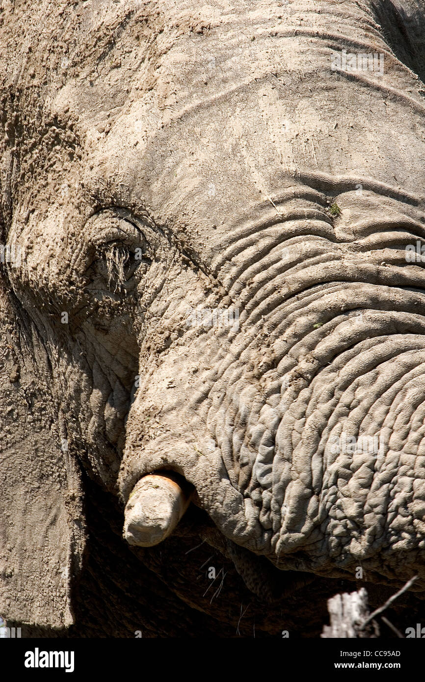 Portrait en gros plan d'un éléphant d'Afrique Banque D'Images